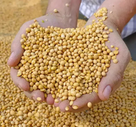 Soyabean